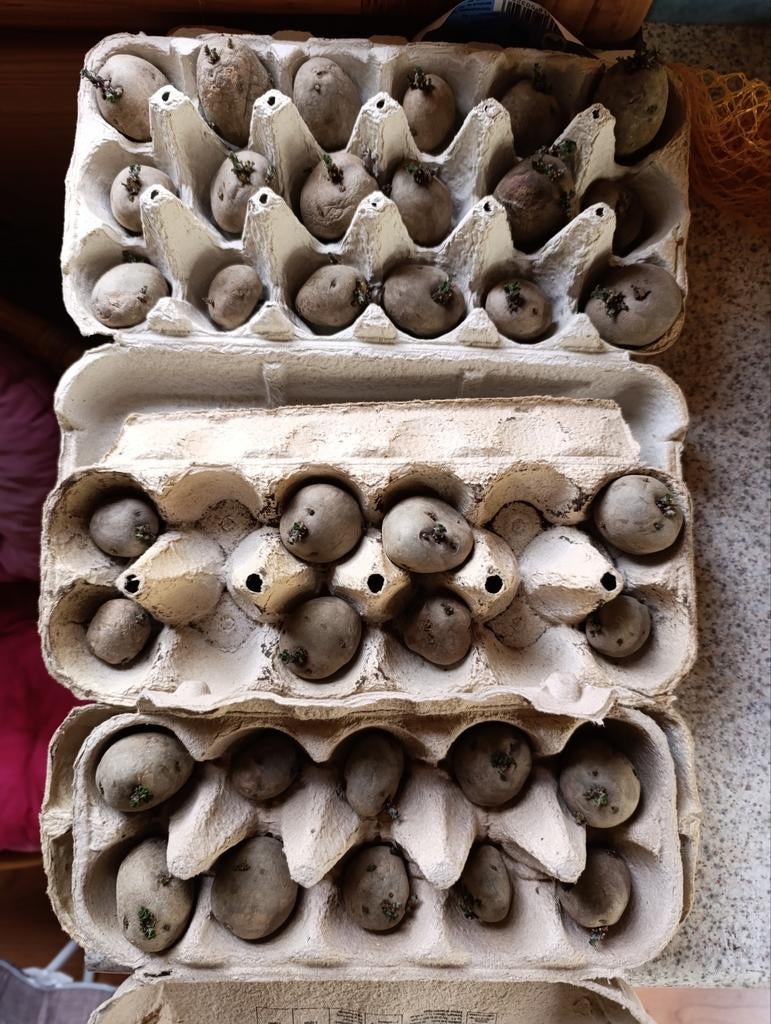 Biologische Frieslander pootaardappelen, voorgekiemd, Volle zon, Groenteplanten, Eenjarig, Ophalen of Verzenden