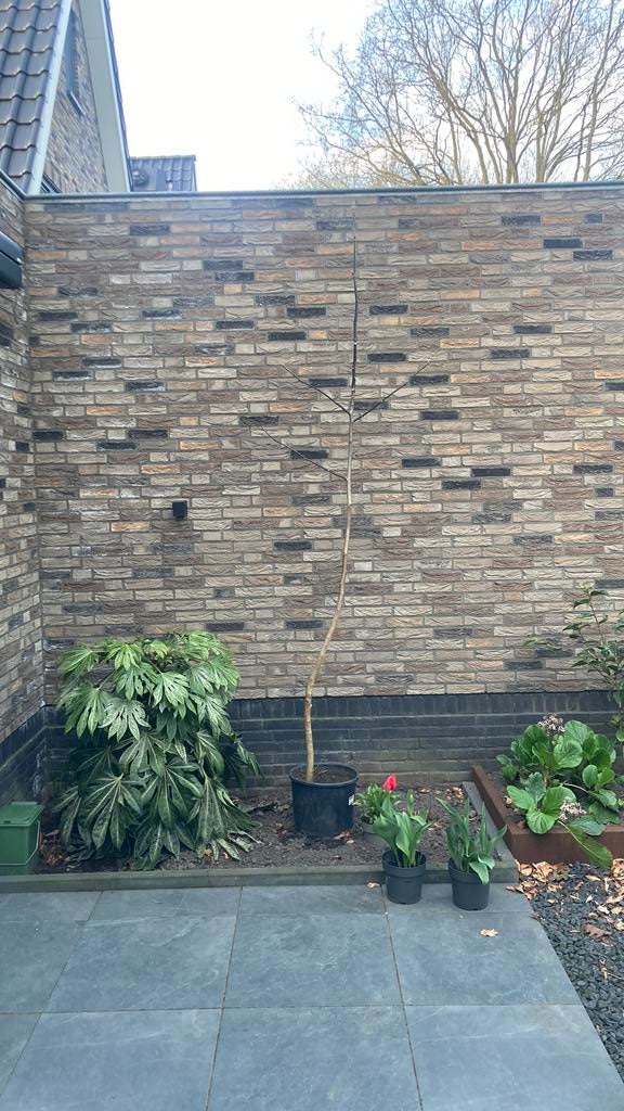 Walnoot in pot hoogte 280 cm, Tuin en Terras, Planten | Bomen, 100 tot 250 cm, Zomer, Volle zon, In pot