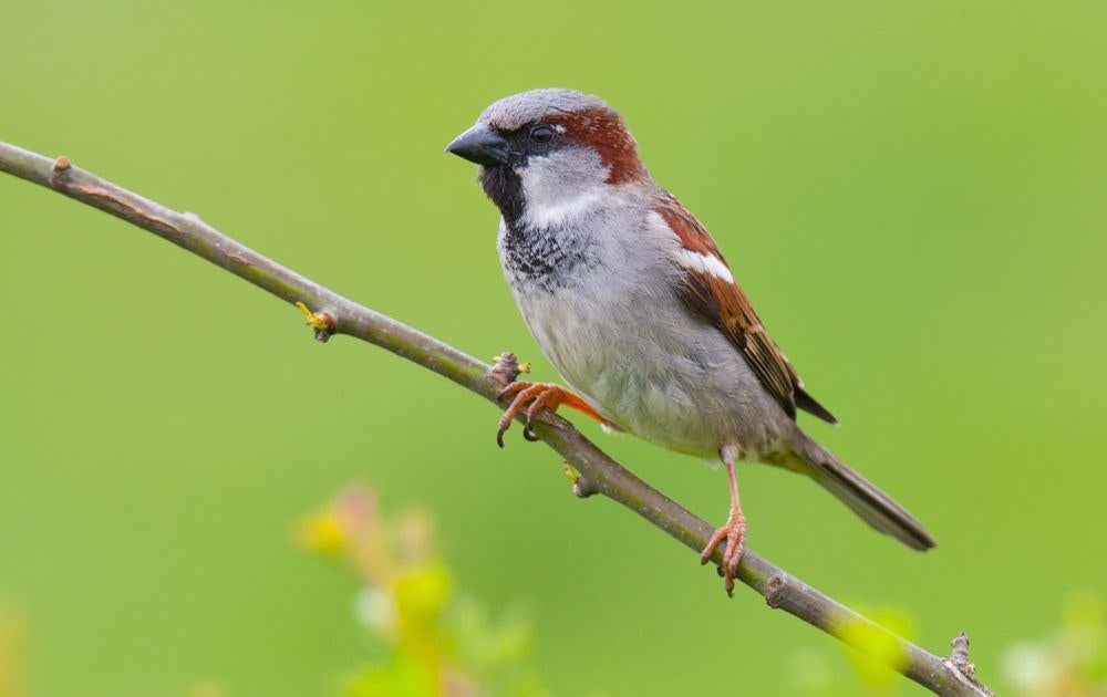 Huismussen beschikbaar. (koppel), Meerdere dieren, Wildzangvogel, Geringd