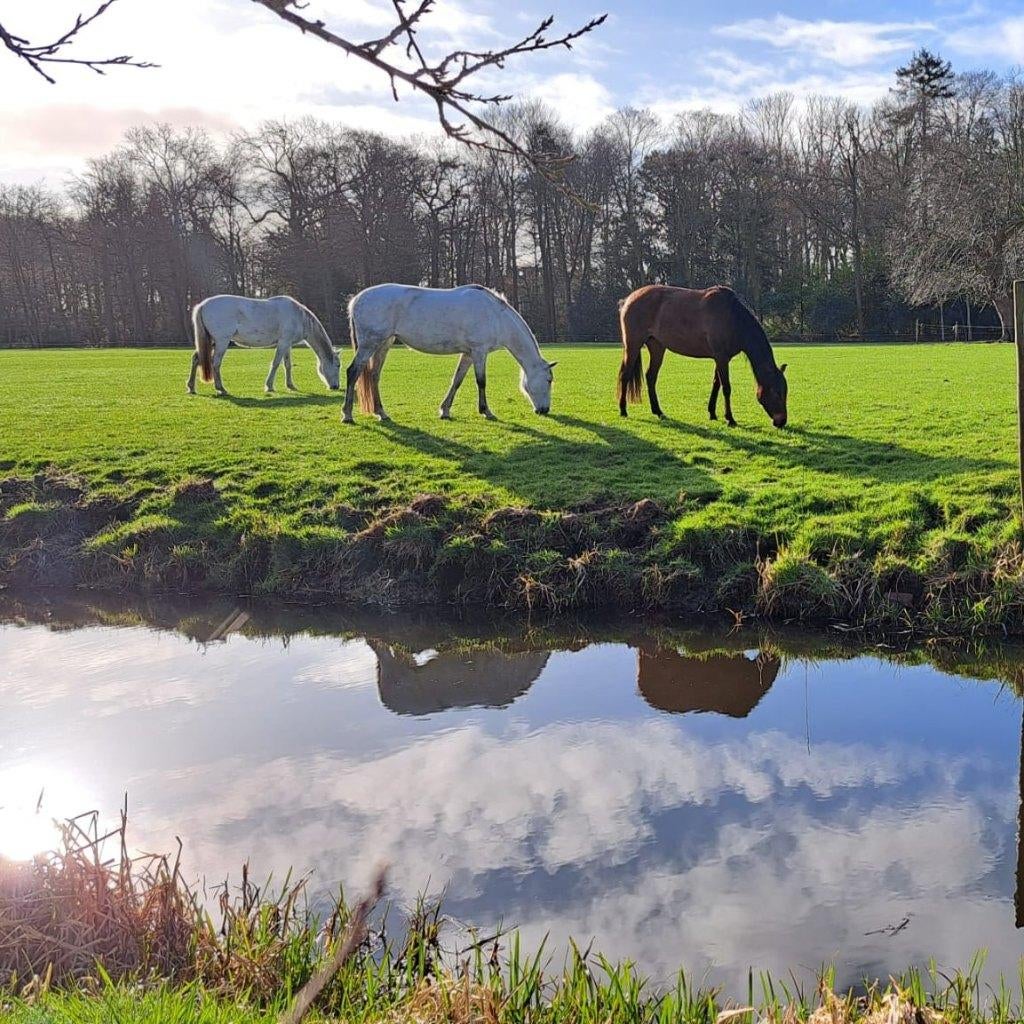 Pensionstal met weidegang, Dieren en Toebehoren, Stalling en Weidegang, Weidegang, 2 of 3 paarden of pony's