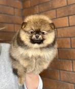 Pomeranian teefje pomeriaan teefje pup fci stamboom, Keeshond, 8 tot 15 weken, Teef, Eén hond