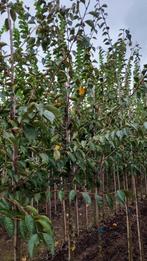 Prunus 'Accolade' (Japanse sierkers) ☘️🌸, Ophalen, Volle zon, Overige soorten