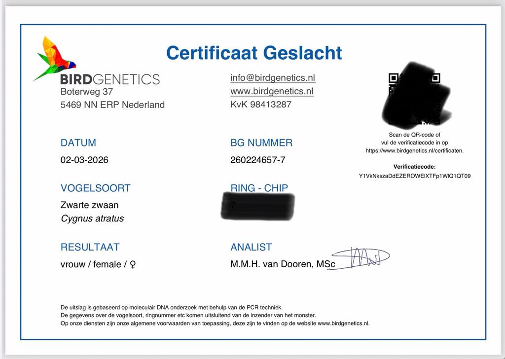 Zwarte zwanen, zwarte zwaan, Dieren en Toebehoren, Pluimvee, Meerdere dieren, Gans of Zwaan