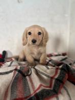 Dwerg teckel pup STAMBOOM, België, Particulier, 8 tot 15 weken, Dwerg