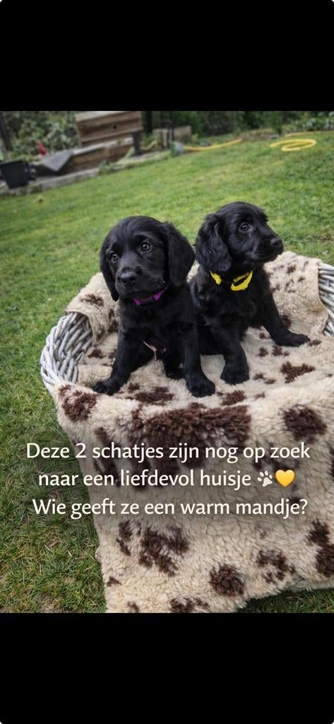 De aller leukste en liefste F1 Labradoodles, Meerdere, Nederland, Fokker | Hobbymatig, Reu