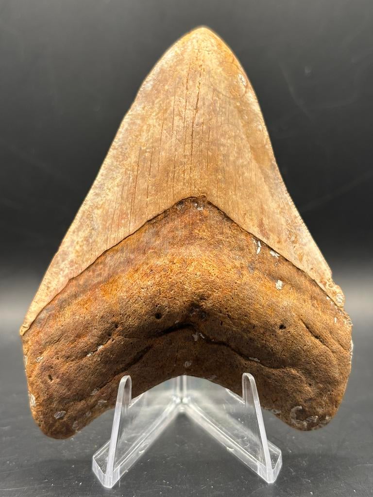 Megalodon haaientand fossiel Georgia, Verzamelen, Ophalen of Verzenden, Fossiel