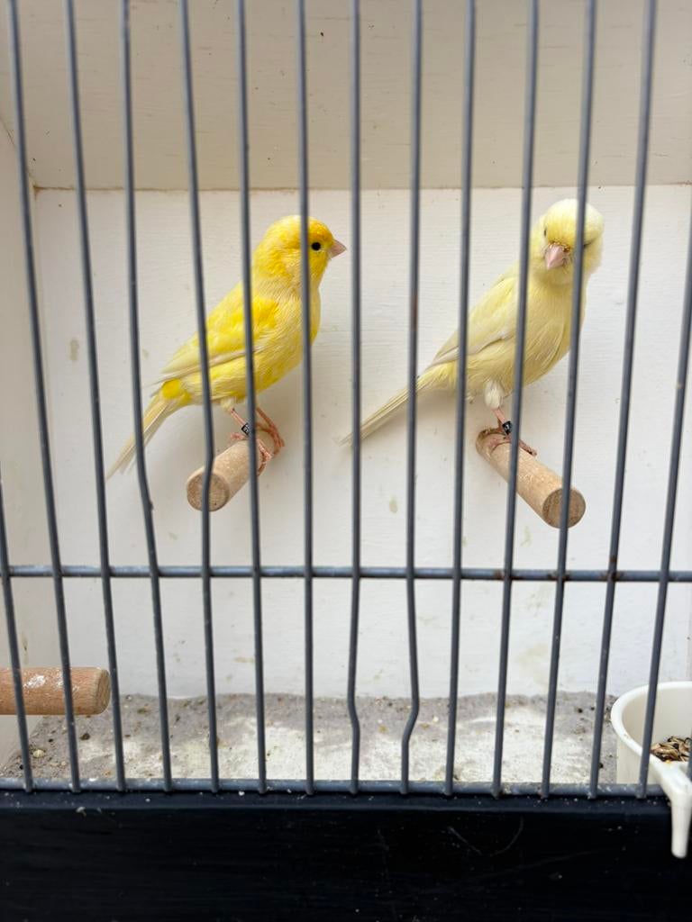 2 koppels   Kanaries. Zie foto’s, Dieren en Toebehoren, Vogels | Kanaries, Meerdere dieren, Kleurkanarie