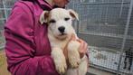 Vier beeldschone rescue hondjes zoeken een gastgezin., Particulier, 15 weken tot 1 jaar, Buitenland, Parvo