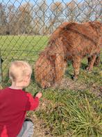 Prachtige pony, merrie. Super mak!4 jaar.Shetlander Stamboom, Dieren en Toebehoren, Merrie, Niet van toepassing, A pony (tot 1.17m)