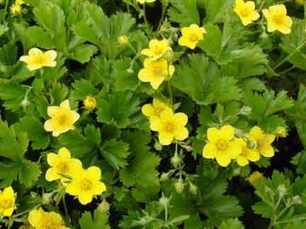 Waldsteinia ternata , is een groenblijvende bodembedekker, Ophalen, Bodembedekkers, Vaste plant, Halfschaduw