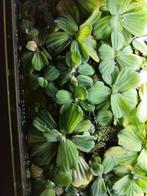 Diverse drijfplanten, Ophalen, Plant(en), Steen of Hout