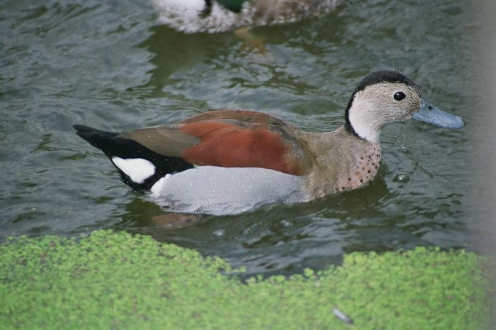 Roodschoudertaling | Siereenden | Broedkoppels, Meerdere dieren, Eend