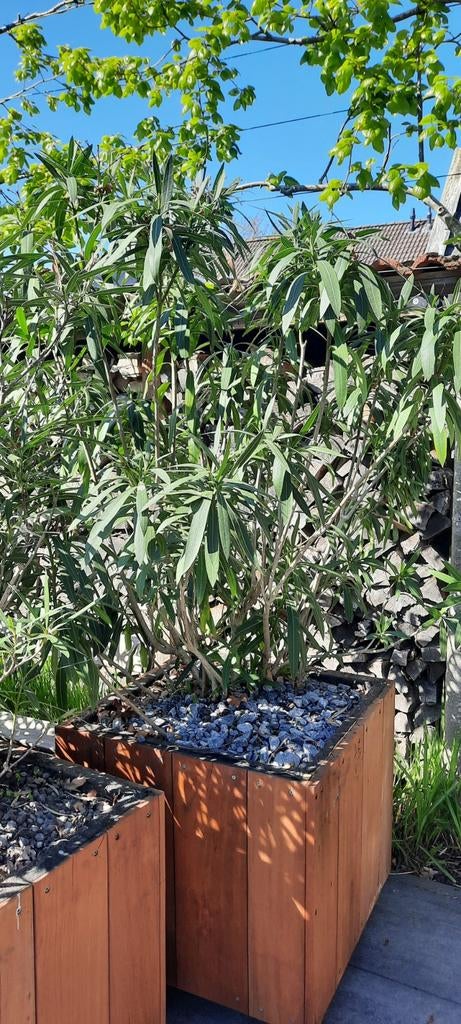 Oleander met of zonder bak op wielen, Overige soorten, 100 tot 250 cm, Zomer, Ophalen