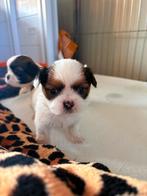 Shih tzu puppy, Dieren en Toebehoren, Honden | Chihuahua's en Gezelschapshonden, Overige rassen, 8 tot 15 weken, Parvo, Meerdere