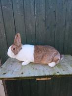 Hollanders te koop, Dieren en Toebehoren, Meerdere dieren, Groot