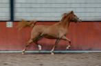 # 3-jarige Welsh NWR merrie! #, Dieren en Toebehoren, Pony's, Merrie, 3 tot 6 jaar