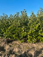 Diverse haagplanten: Laurier, Thuja, Conifeer, Vaste plant, Bloeit niet, Halfschaduw, Ophalen