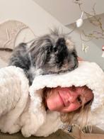 Gezocht: Vriendinnetje voor mijn lieve ram Louie, Dieren en Toebehoren, Mannelijk