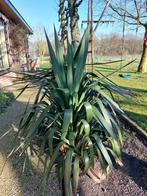 Palmlelie yucca tuinplant groot 3 stuks, Tuin en Terras, Ophalen, Volle zon
