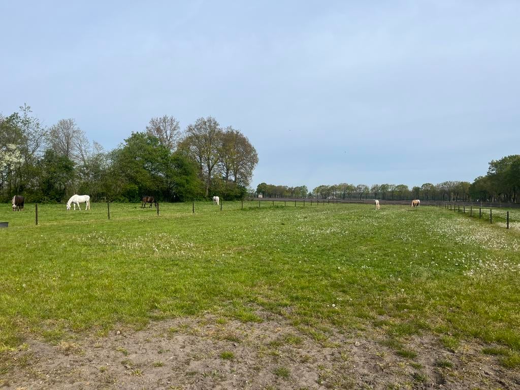 Stalling paard ( merrie ), Dieren en Toebehoren, Stalling en Weidegang, Stalling