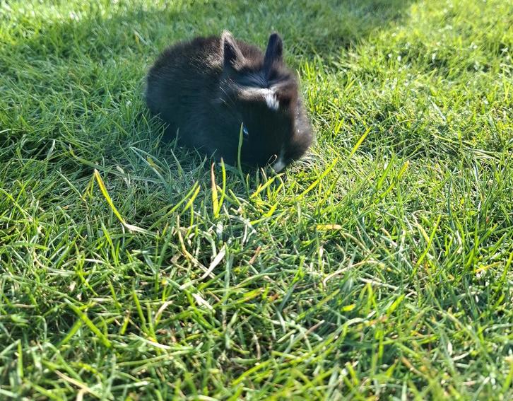 Jonge Konijnen te koop, Dieren en Toebehoren, Konijnen, Middelgroot, Geslacht onbekend, 0 tot 2 jaar, Hangoor