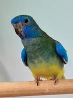 Splendidparkiet 2025, Meerdere dieren, Parkiet