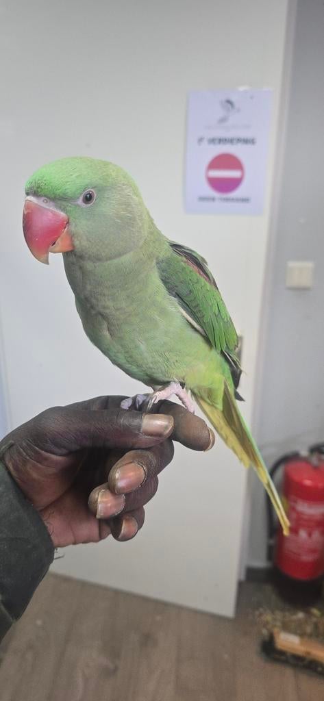 Jonge alexander paekieten, Vrouwelijk, Parkiet, Tam