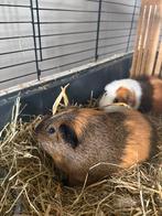 Twee cavia beren, Dieren en Toebehoren, Knaagdieren, Mei, Mannelijk, Cavia