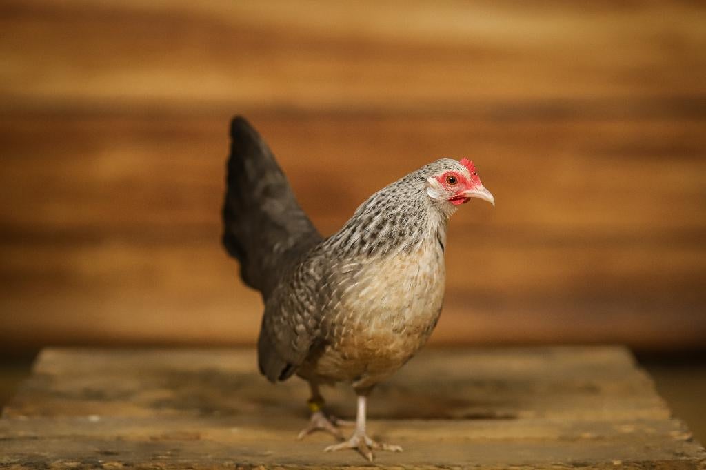 Hollandse kriel | Parmantige kippen | Passend advies, Dieren en Toebehoren, Vrouwelijk, Kip