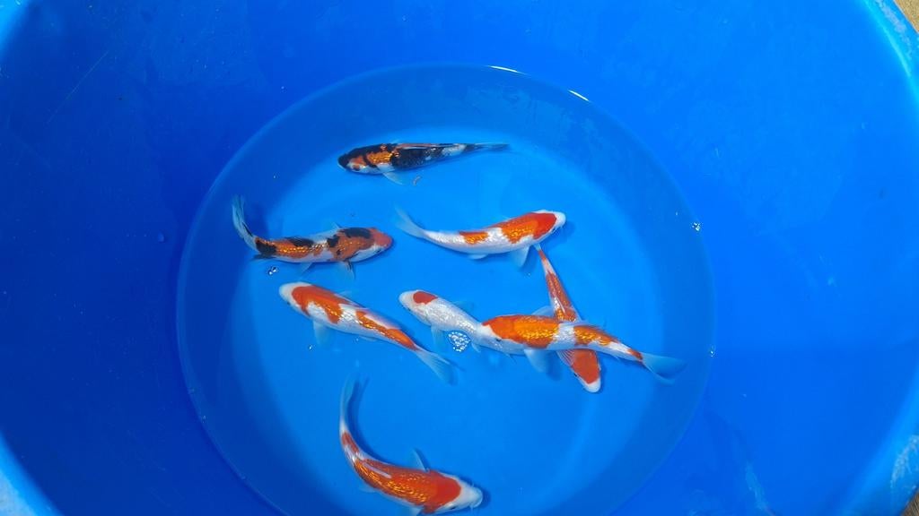 Schitterende tosai ginrin kohaku en showa van sakazume, Karper of Koi