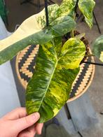 Philodendron Florida Beauty x Billiaetea - Zeldzaam!, Huis en Inrichting, Kamerplanten, Overige soorten, In pot, Minder dan 100 cm