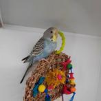 Grasparkiet / grasparkietjes / grasparkieten 1 pop vrouwtje, Vrouwelijk, Parkiet, Tam