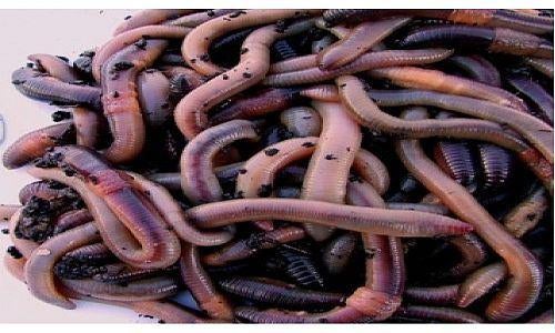 maden, wormen, dauwpieren, casters, etc evt per post, Ophalen of Verzenden, Nieuw, Overige typen