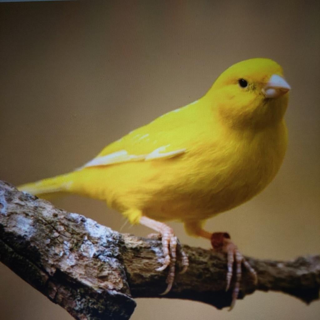 Gezocht 2 mannen gele kanaries mag van vorig jaar z,n, Dieren en Toebehoren, Vogels | Kanaries, Mannelijk, Kleurkanarie