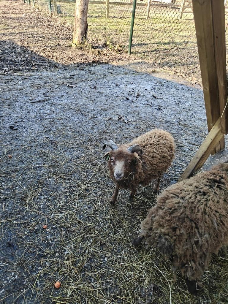 Ouessant rammetje, Mannelijk, Schaap, 0 tot 2 jaar