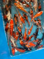 Zeer mooie japanse koi van +-15 cm, Karper of Koi
