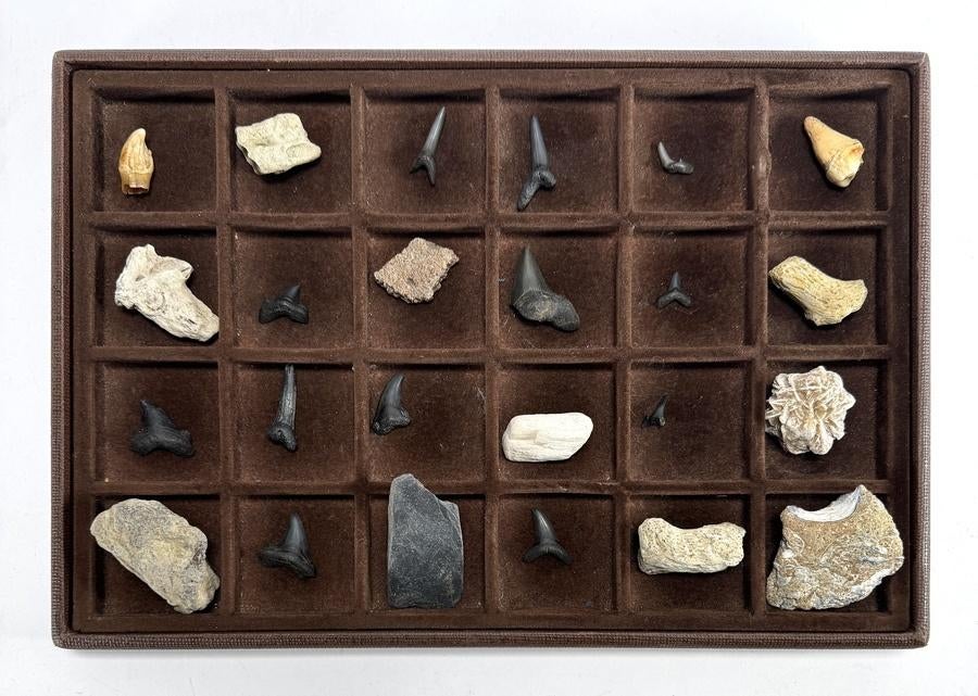 1233. Verzameling schelpen, fossielen en stenen, Ophalen of Verzenden