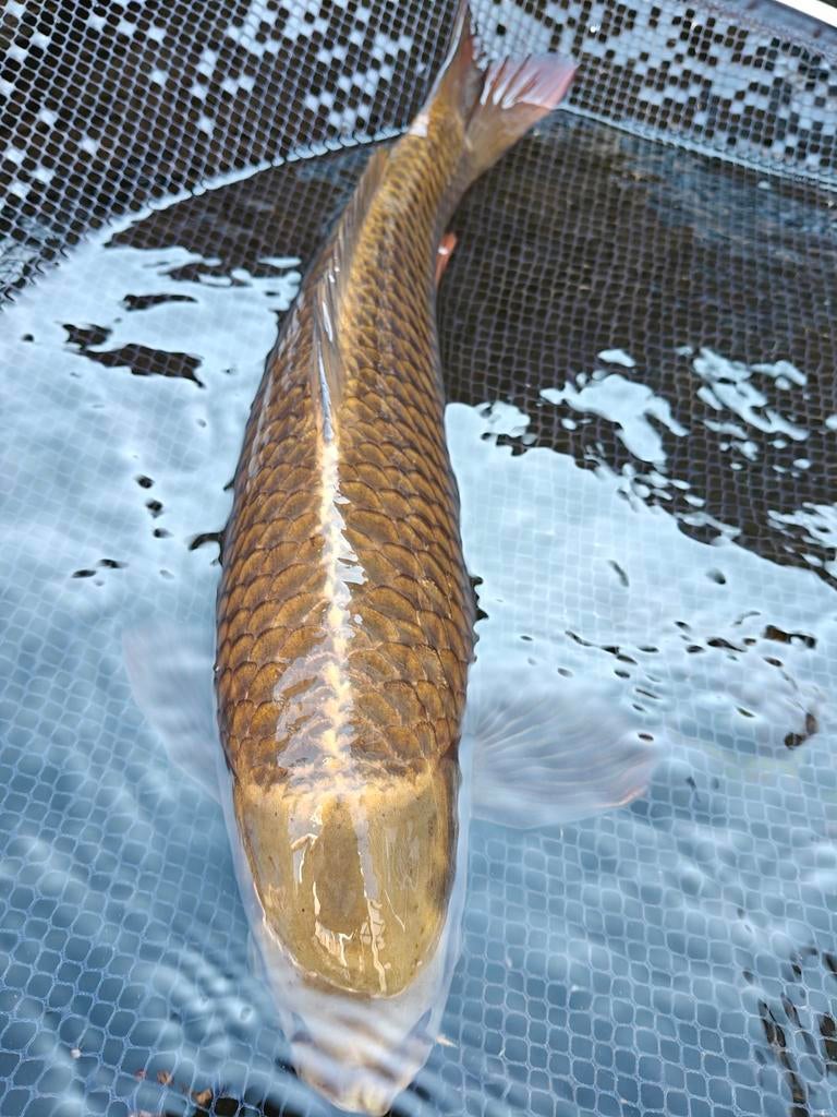 Mukashi ogon +-55cm, Karper of Koi