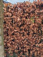 Gratis af en uit te halen Beukenhaag, Tuin en Terras, Planten | Struiken en Hagen, Ophalen, Beukenhaag, Haag, 100 tot 250 cm