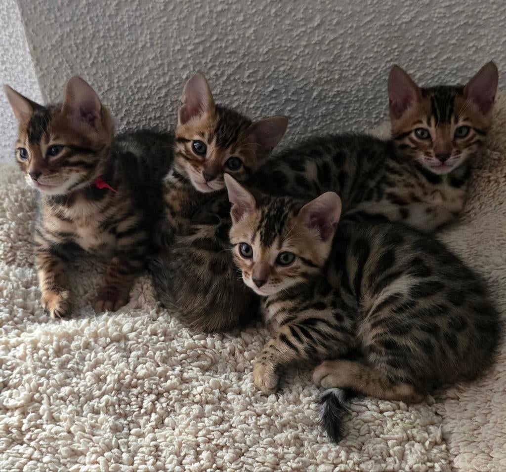 Prachtige Bengaal kittens., Meerdere dieren, Gechipt, 0 tot 2 jaar