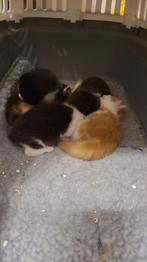 prachtige kruising kittens zoeken een goed baasje, Dieren en Toebehoren, Katten en Kittens | Raskatten | Korthaar, Meerdere dieren