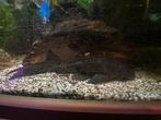 Zuignapharnasmeerval (pleco), Dieren en Toebehoren, Vissen | Aquariumvissen, Vis