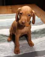 Vizsla/Visla/Vizla pups zoeken een baasje!, Dieren en Toebehoren, HCC (leverziekte), Overige rassen, 8 tot 15 weken, Meerdere