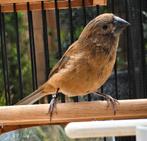 Braziliaanse blauwe bisschop MAN, Mannelijk, Geringd