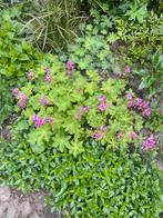 Ooievaarsbek vaste groenblijvende winterharde plant, Tuin en Terras, Planten | Tuinplanten, Ophalen of Verzenden, Halfschaduw