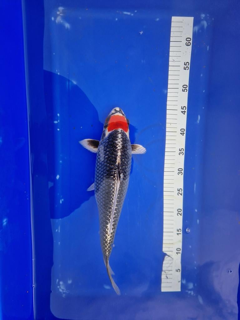 tancho kujaku, Dieren en Toebehoren, Vissen | Vijvervissen, Karper of Koi