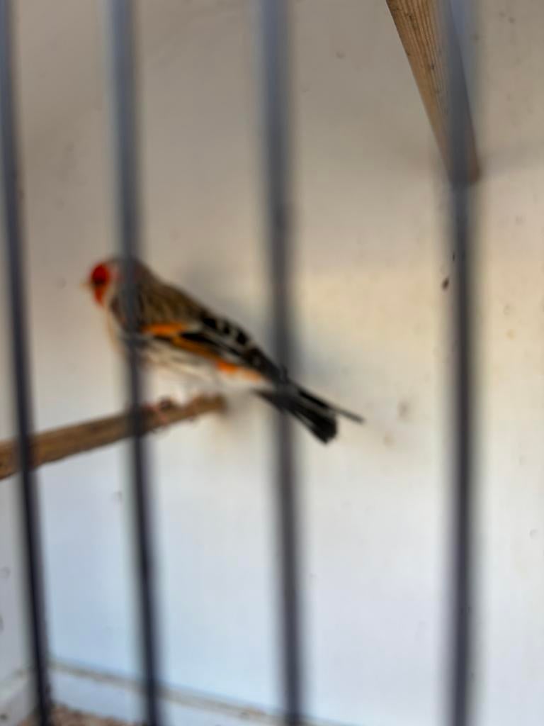 Putter bastaard 2025 man, Dieren en Toebehoren, Mannelijk, Wildzangvogel, Geringd