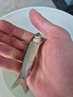 Graskarpers 6 tot 9 cm, Karper of Koi