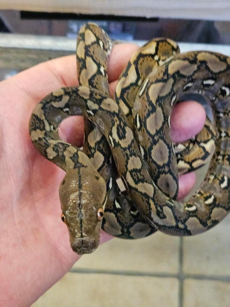 python reticulatus SELAYAR super nain 2025 Reticulated Python - male for sale from reptile900