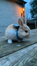 Vos konijn rammetje, Dieren en Toebehoren, Konijnen, Mannelijk